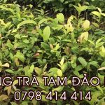 Cách trồng và chăm sóc cây giống trà hoa vàng Tam Đảo ensis