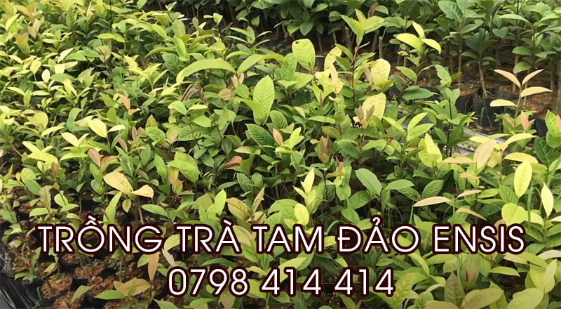Cách trồng và chăm sóc cây giống trà hoa vàng Tam Đảo ensis