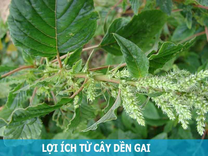 lợi ích của cây dền gai