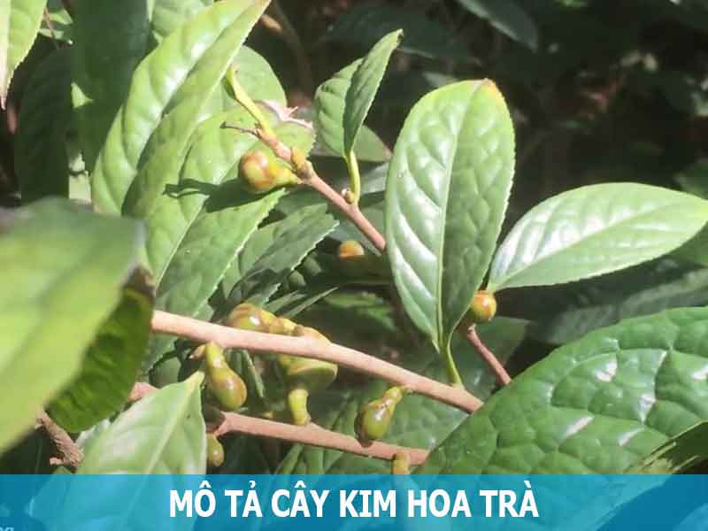 mô tả cây kim hoa trà