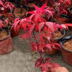 Kỹ thuật trồng và chăm sóc cây giống phong lá đỏ tươi tốt