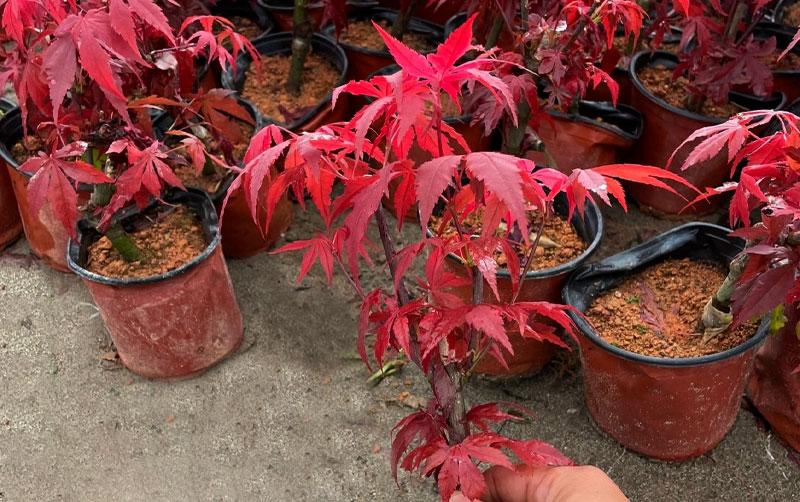 Kỹ thuật trồng và chăm sóc cây giống phong lá đỏ tươi tốt