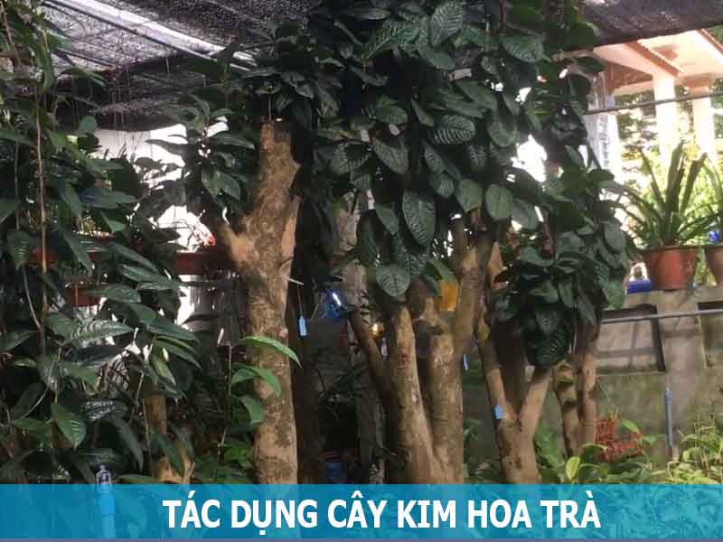 tác dụng cây kim hoa trà