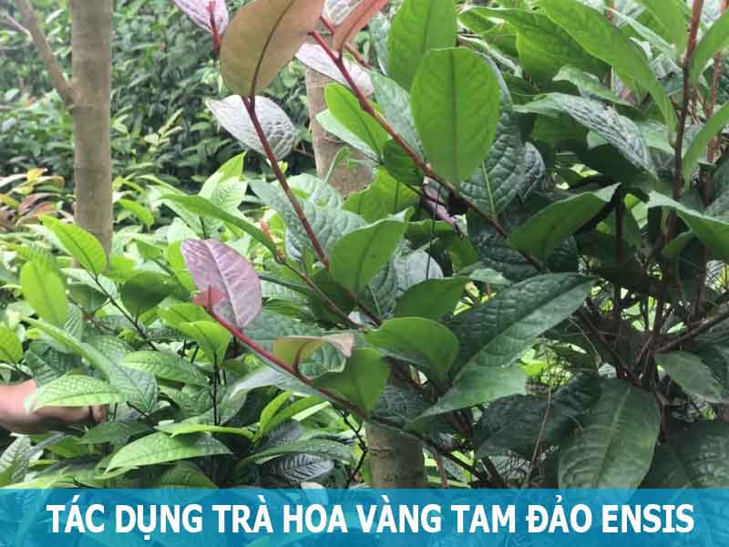 tác dụng trà hoa vàng tam đảo ensis