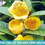 Giới thiệu về cây trà hoa vàng Hải Hà Quảng Ninh