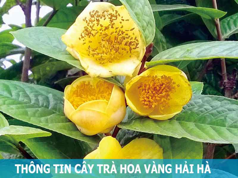 thông tin cây trà hoa vàng hải hà