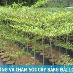 Hướng dẫn cách trồng và trăm sóc cây bàng Đài Loan