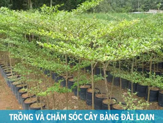 trồng và chăm sóc cây bàng Đài Loan