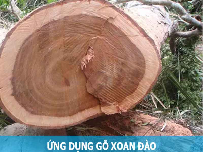 ứng dụng cây xoan đào