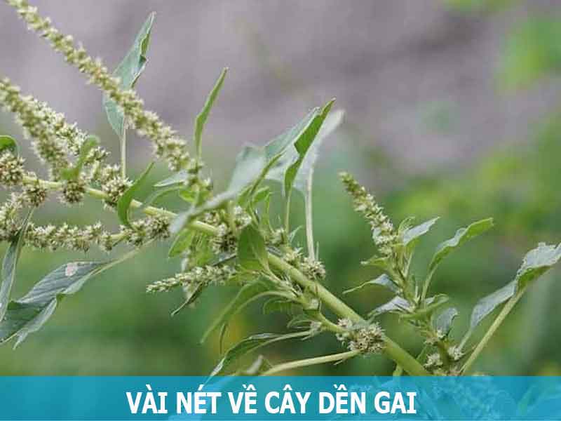 vài nét về cây dền gai