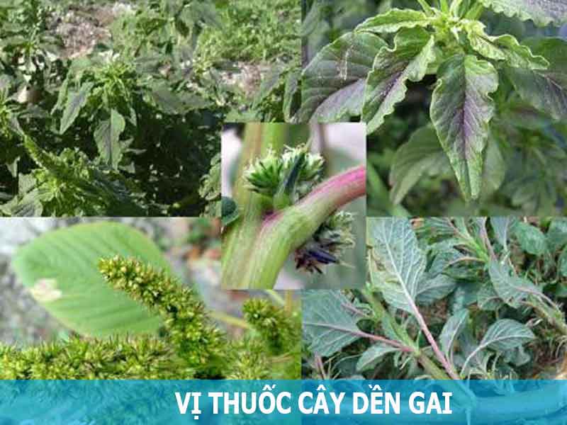 vị thuốc cây dền gai