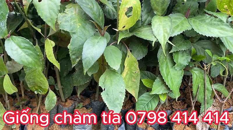 Cây Giống Chàm Tía (Xỏm Đeng) Món Quà Từ Thiên Nhiên