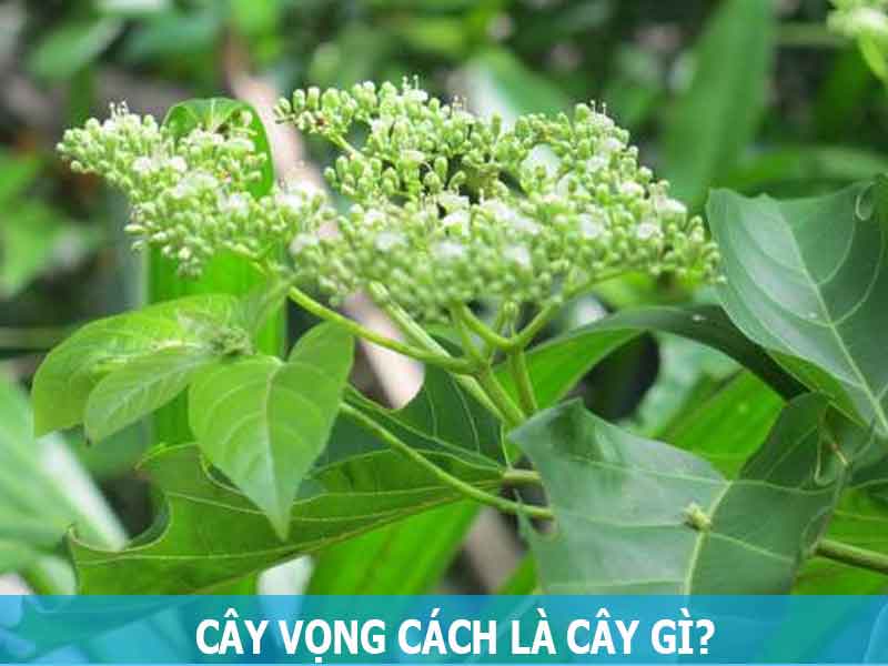 cây vọng cách là cây gì