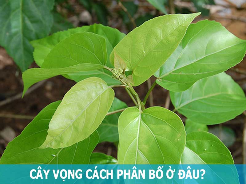 cây vọng cách phân bố ở đâu