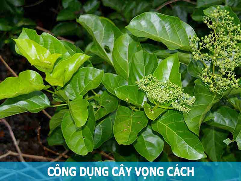 công dụng lá vọng cách