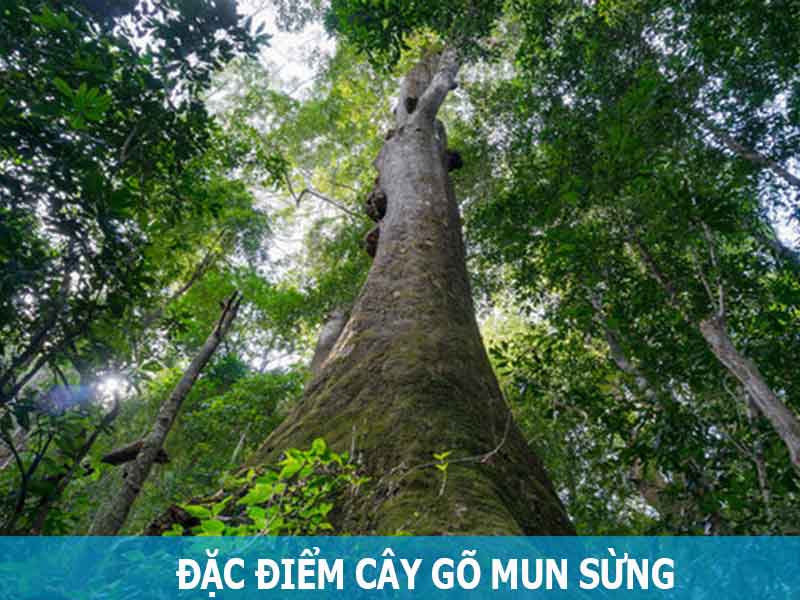 đặc điểm nhận biết cây mun sừng