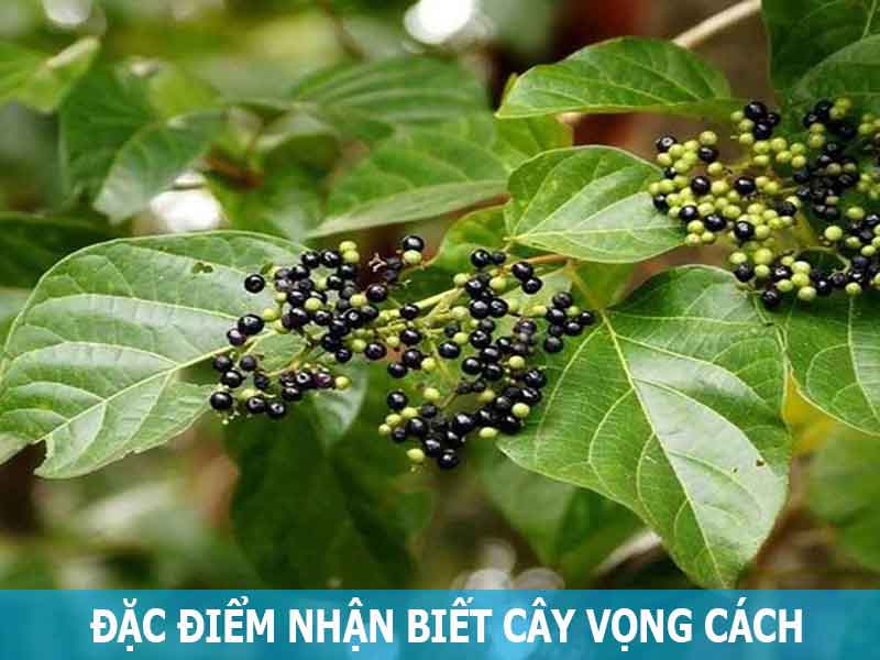 đặc điểm nhận biết cây vọng cách