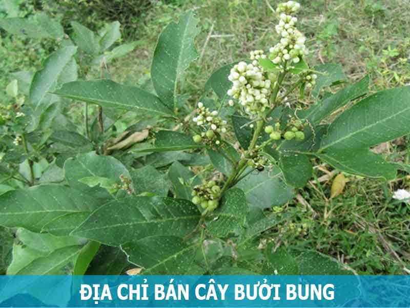 địa chỉ bán cây bưởi bung làm thuốc