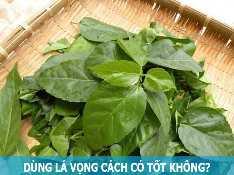 dùng lá vọng cách có tốt không