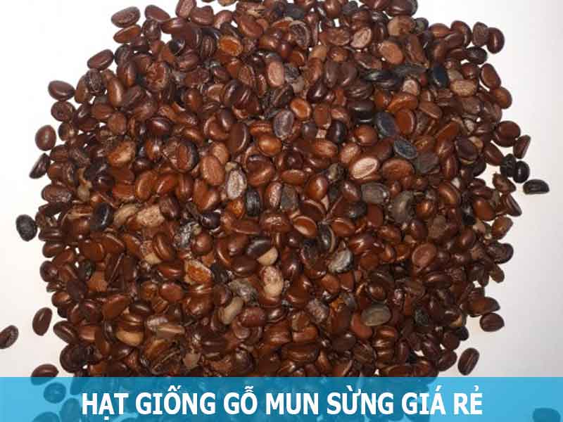 hạt giống gỗ mun sừng