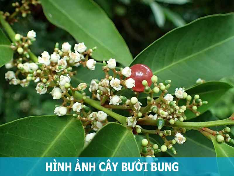 hình ảnh cây bưởi bung