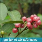 Lợi ích từ cây bưởi bung đối với sức khỏe