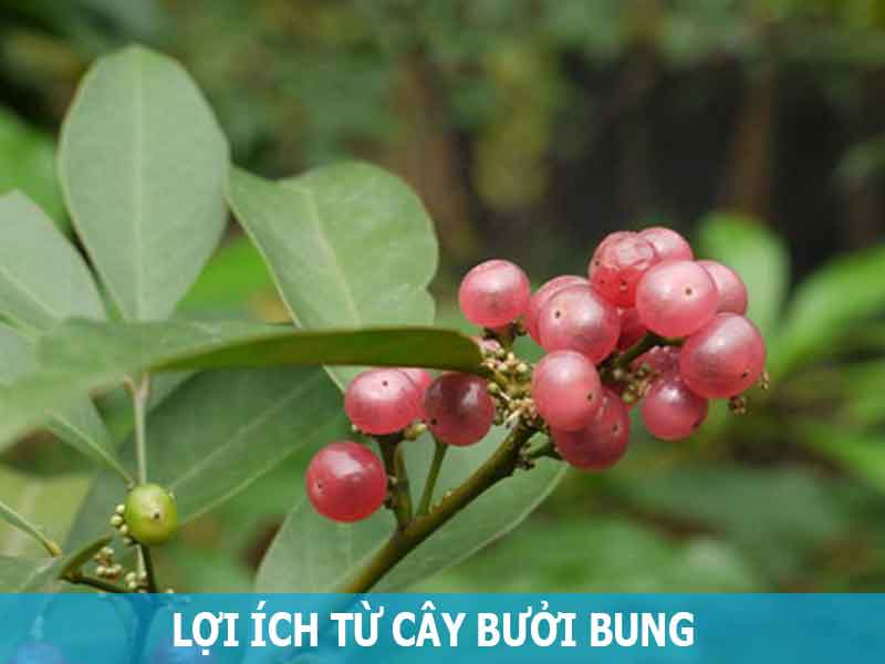 lợi ích từ cây bưởi bung