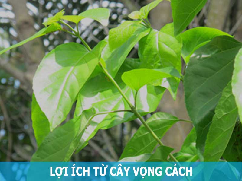 lợi ích từ cây vọng cách