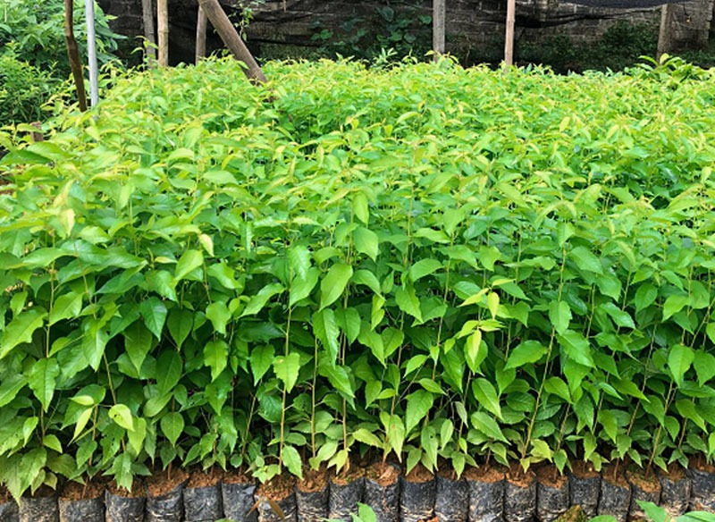 Kỹ thuật trồng và chăm sóc cây Mai Anh Đào