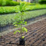 Cách trồng và chăm sóc cây muồng hoàng yến