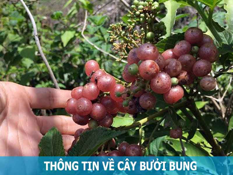 thông tin về cây bưởi bung