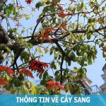 Ý Nghĩa cây của cây Sang, Quả Sang có ăn được không