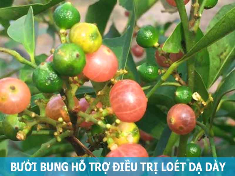 cây bưởi bung hỗ trợ điều trị viêm loét dạ dày