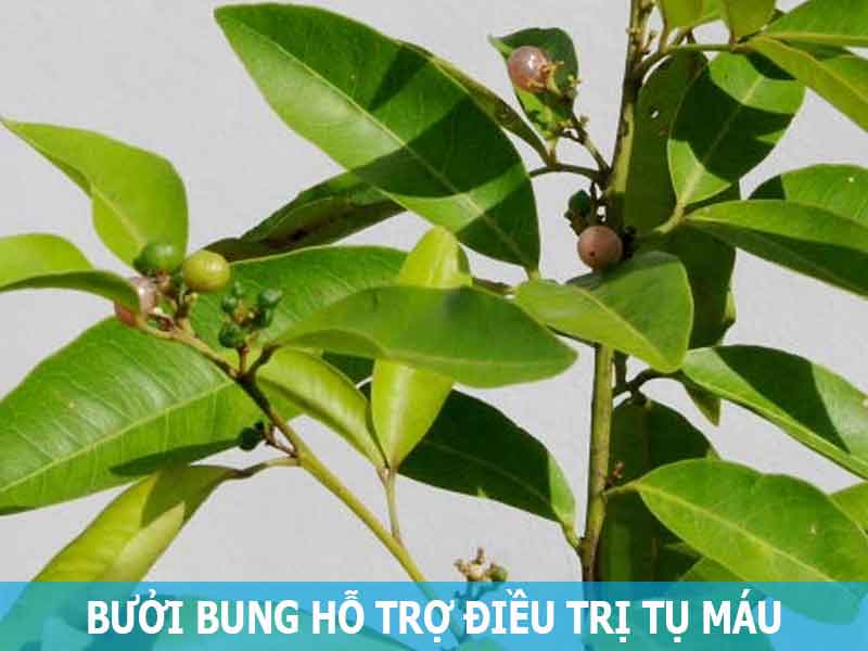 cây bưởi bung hỗ trợ điều trị tụ máu