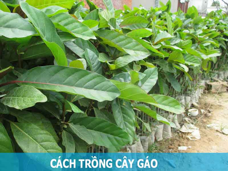 cách trồng cây gáo