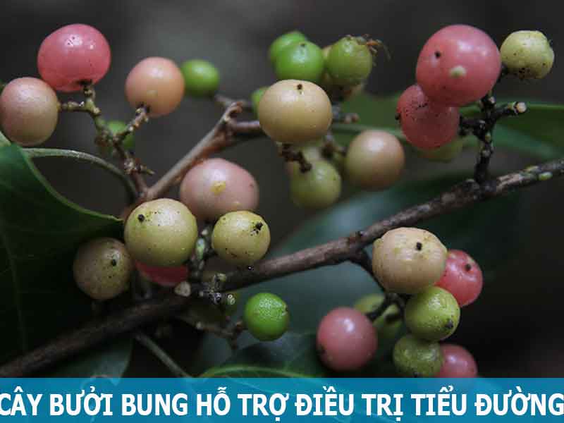 cây bưởi bung hỗ trợ điều trị bệnh tiểu đường