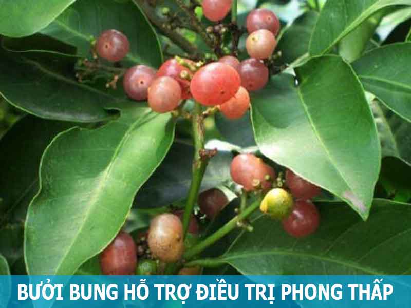 Cây bưởi bung hỗ trợ điều trị đau nhức xương khớp