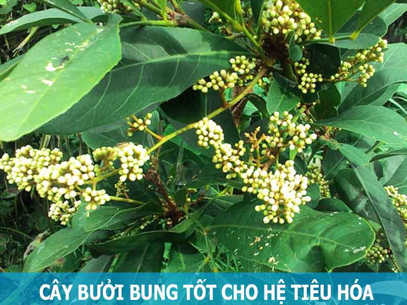 Sử dụng cây bưởi bung giúp cải thiện hệ tiêu hóa rất tốt