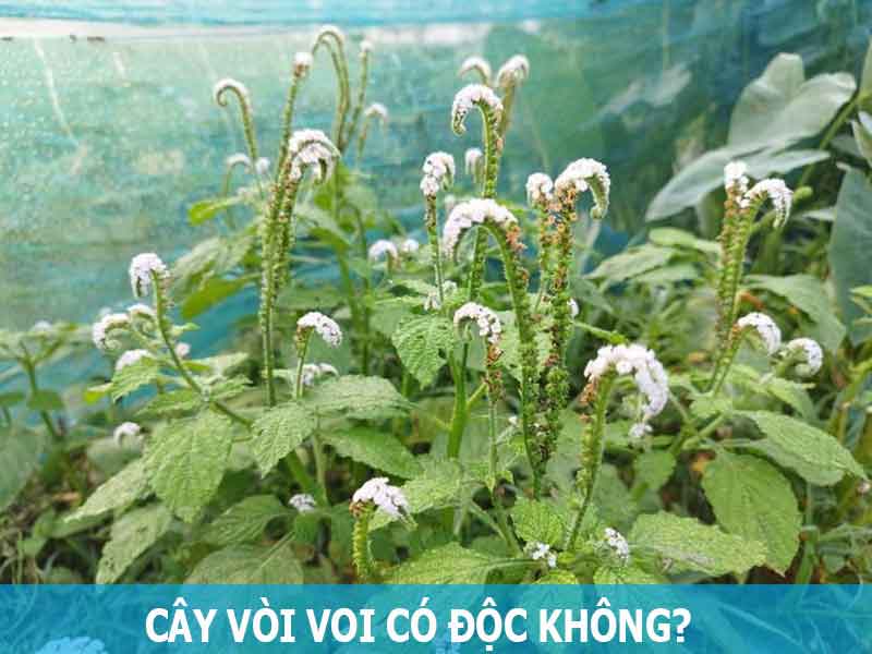 cây vòi voi có độc không