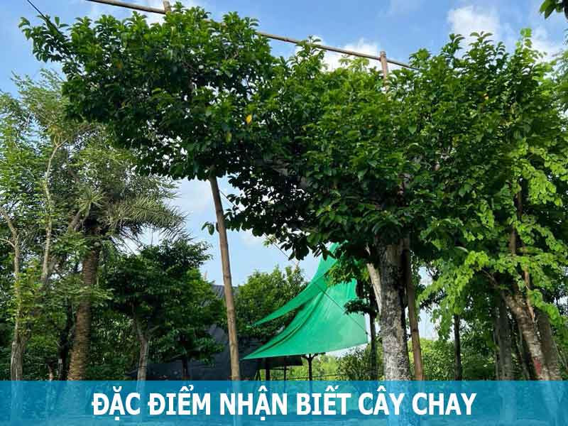 đặc điểm nhận biết cây chay