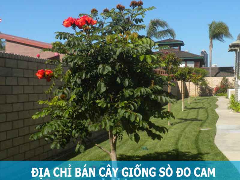 địa chỉ bán cây giống sò đo cam