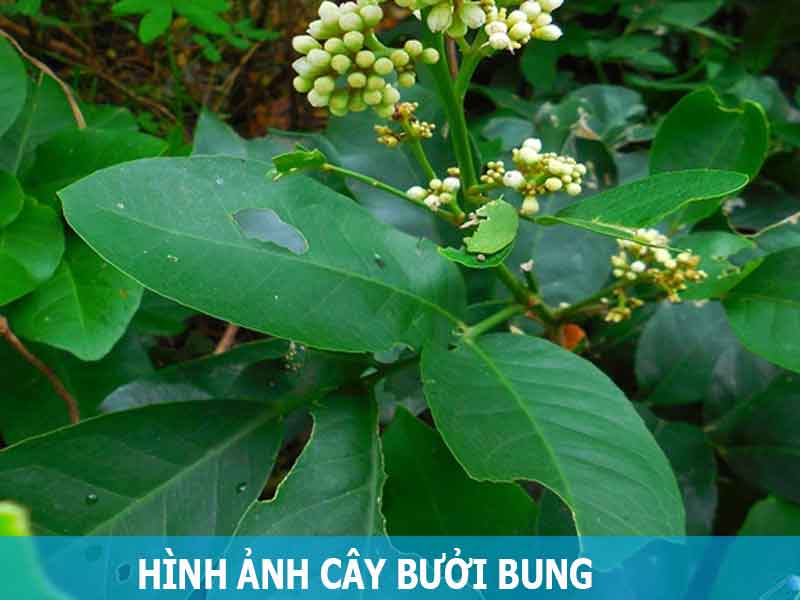 hình ảnh cây bưởi bung