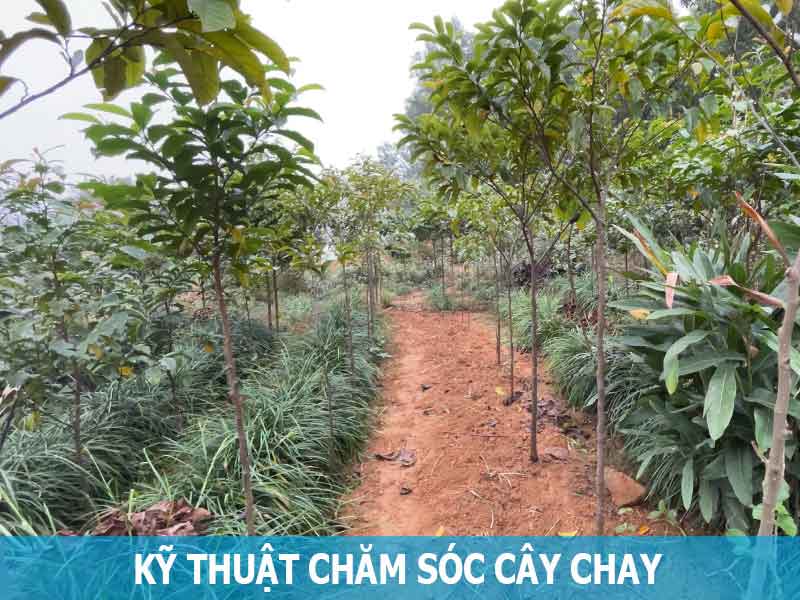 kỹ thuật chăm sóc cây chay