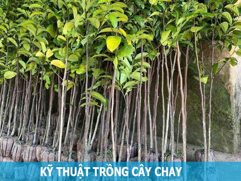 kỹ thuật trồng cây chay