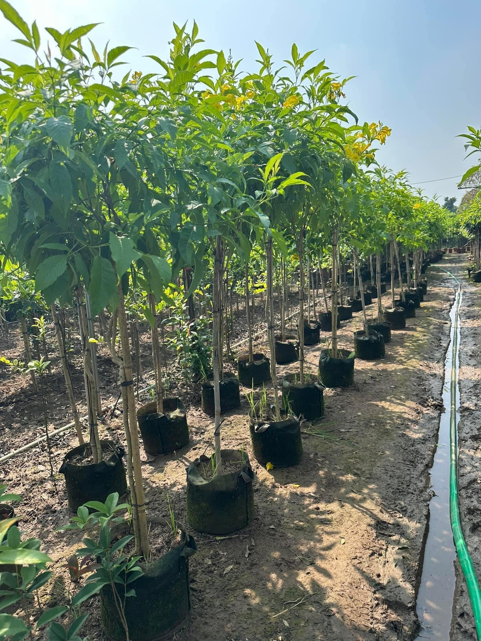 kỹ thuật trồng cây chuông vàng