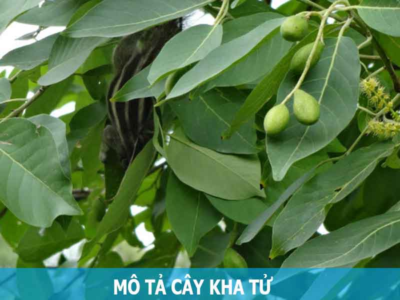 mô tả cây kha tử