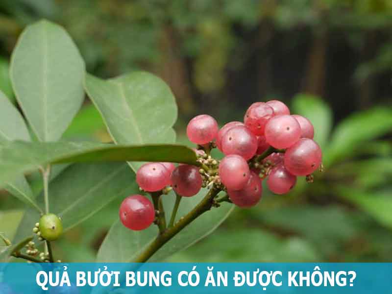 quả bưởi bung có ăn được không