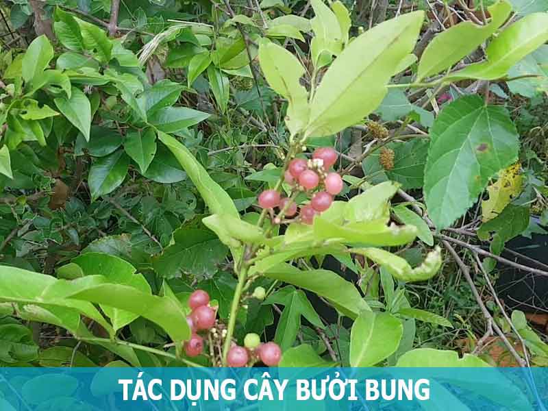 tác dụng cây bưởi bung