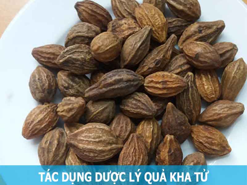 tác dụng dược lý quả kha tử