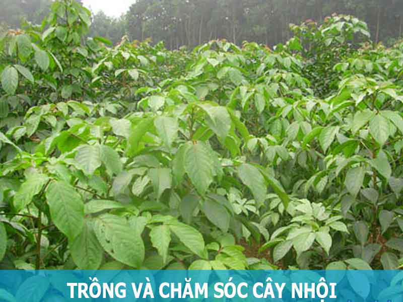 trồng và chăm sóc cây nhội